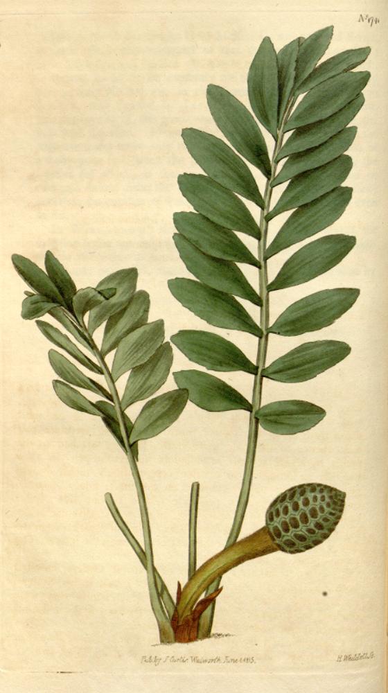 Zamia pygmaea