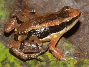 Allobates goianus