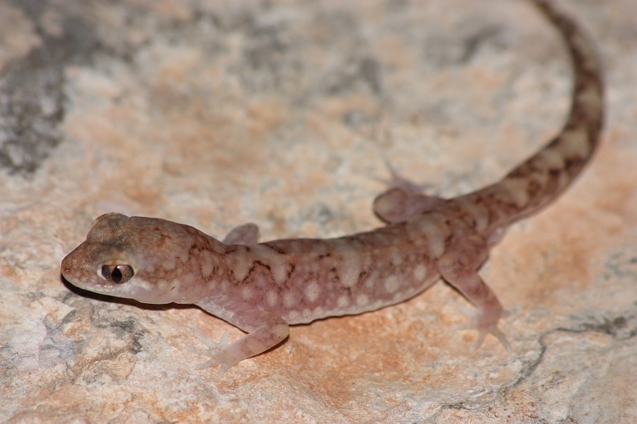 Diplodactylus maini