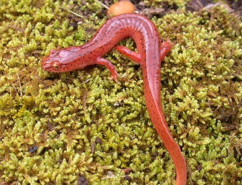 Blue Ridge spring salamander