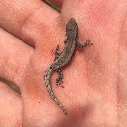 Lygodactylus verticillatus