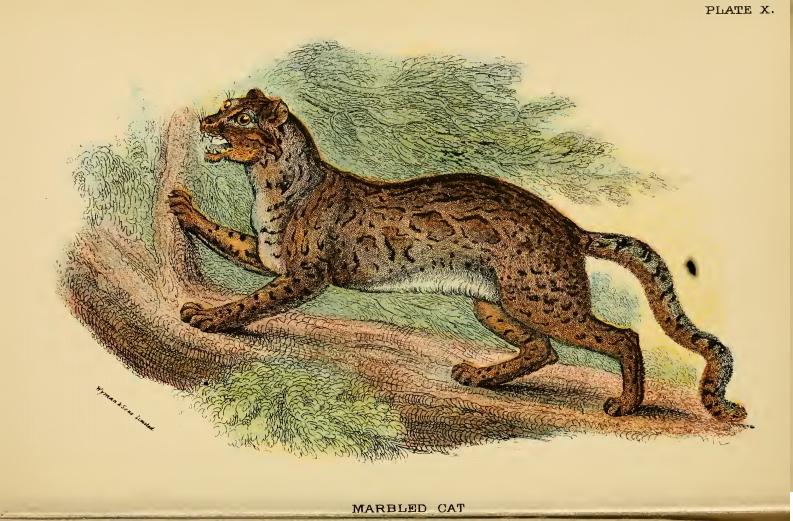 Pardofelis