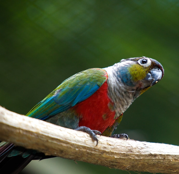 Crimson-bellied parakeet