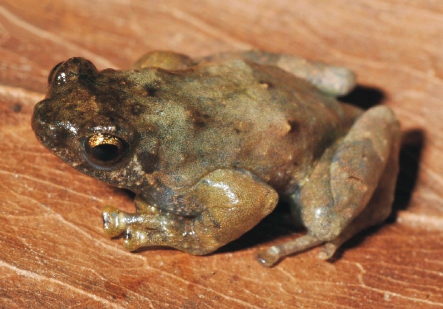 Anodonthyla theoi