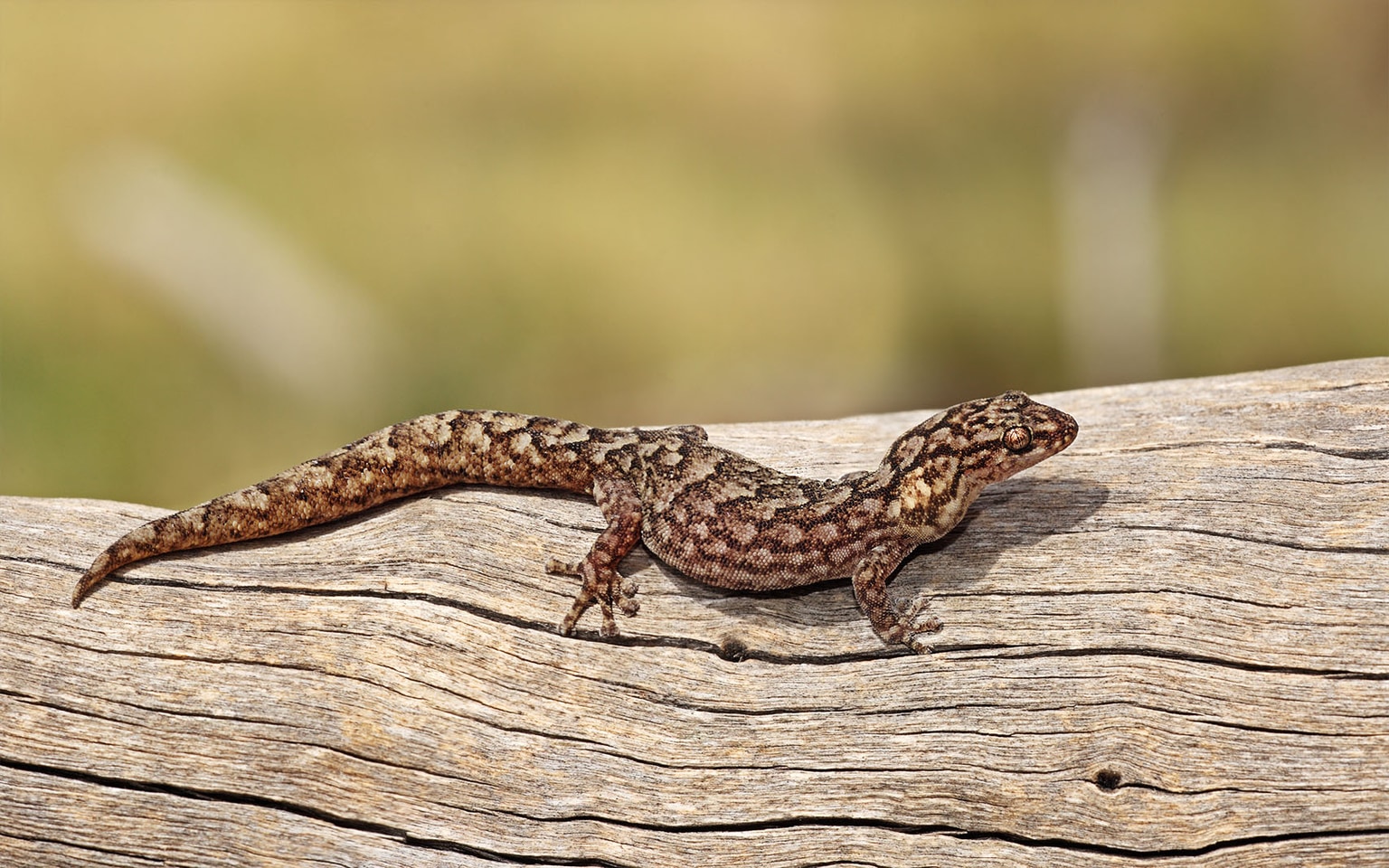 Christinus marmoratus