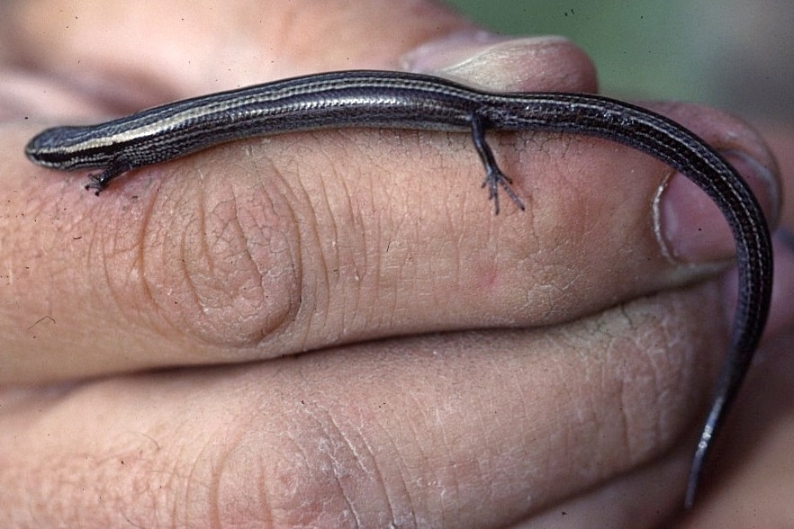 Chernov's skink