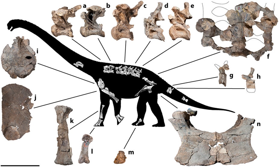 Savannasaurus