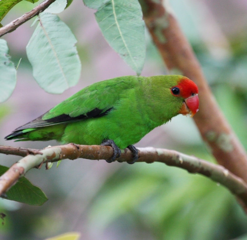 Black-winged lovebird