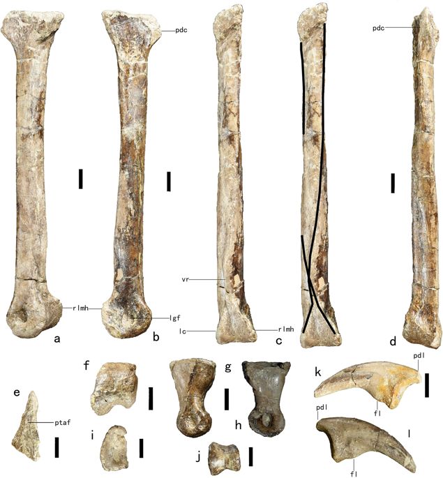 Anomalipes