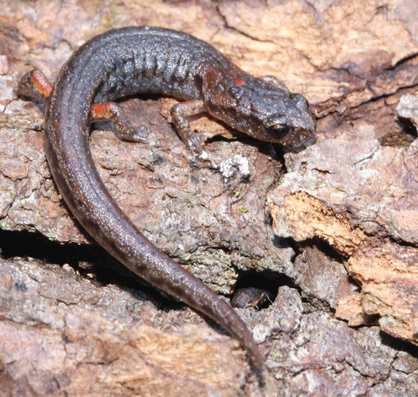 Chiropterotriton dimidiatus