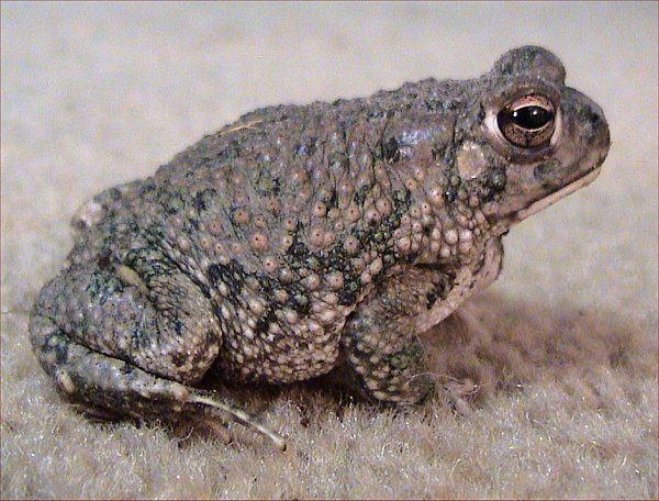 Anaxyrus speciosus