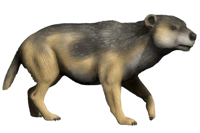 Cephalogale