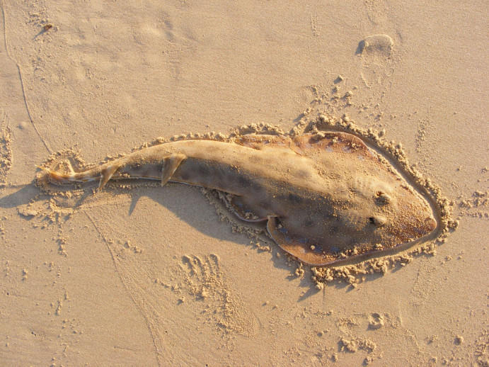 Acroteriobatus leucospilus