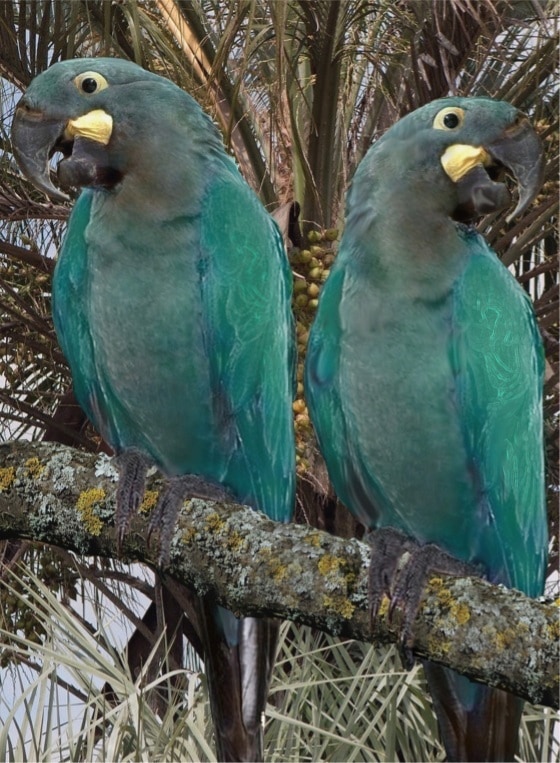 Glaucous macaw