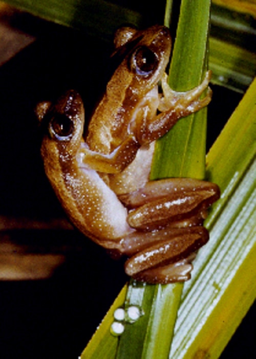 Afrixalus