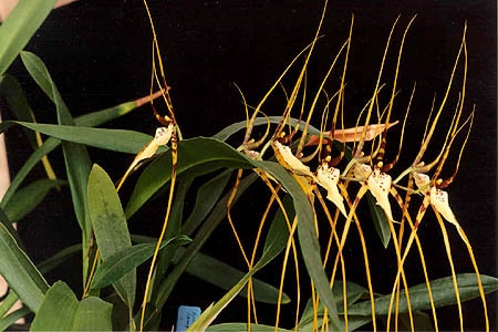 Brassia