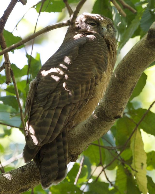 Rufous owl