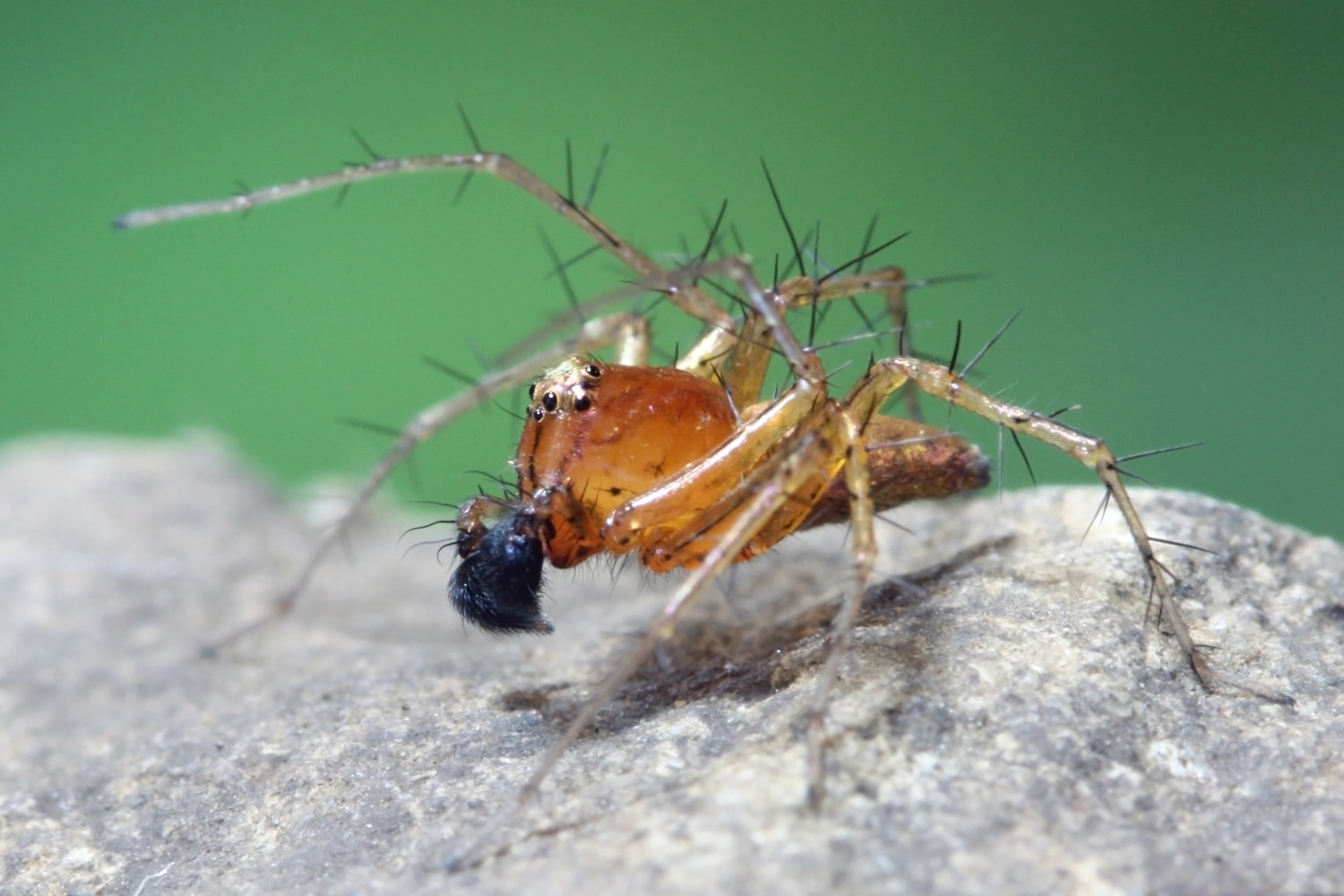 Oxyopidae