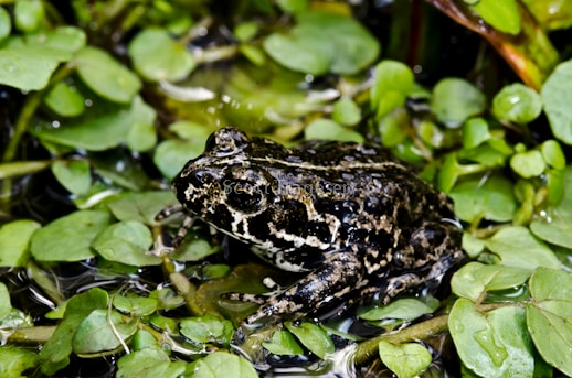 Anaxyrus exsul