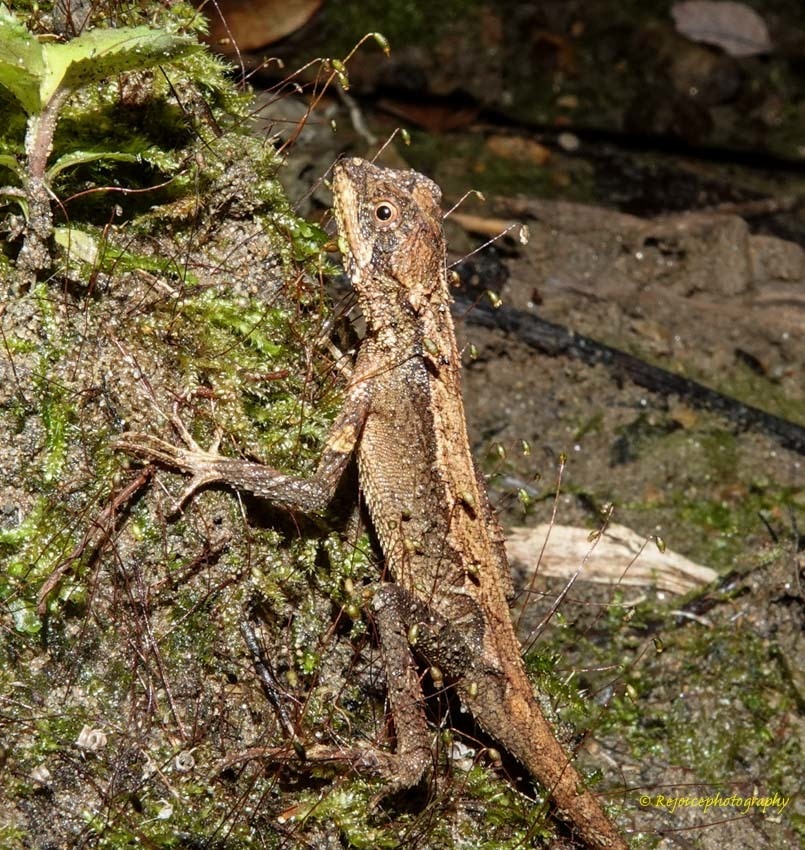 Smooth-scaled mountain lizard