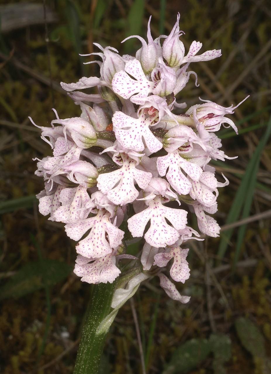 Orchidoideae