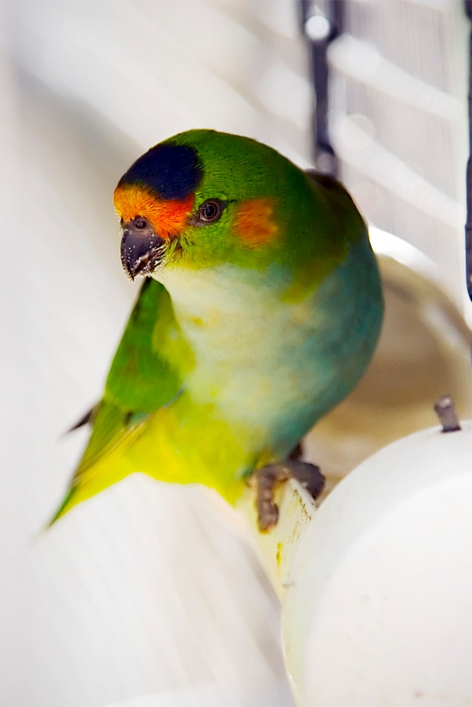 Purple-crowned lorikeet