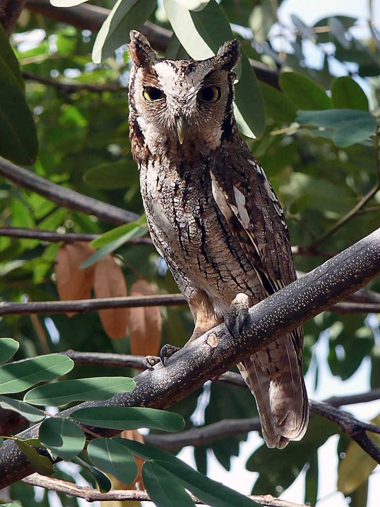 Tropical screech owl