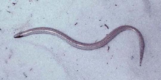 Sand skink