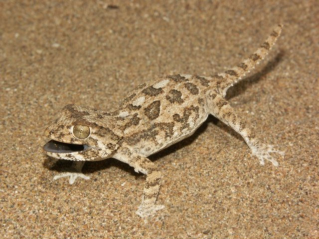Tarentola chazaliae