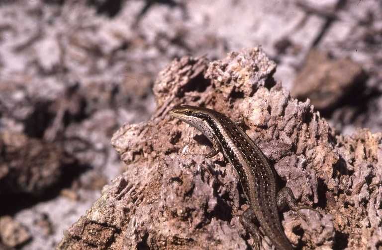 Trachylepis planifrons