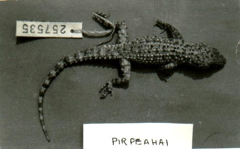 Salt Range gecko