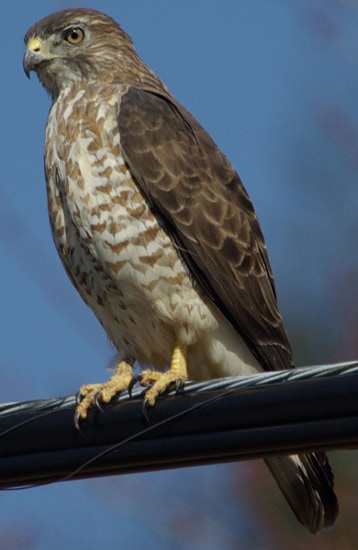 Buteo platypterus