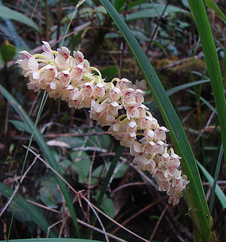 Cymboglossum