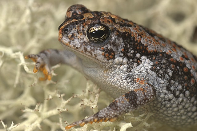 Anaxyrus quercicus