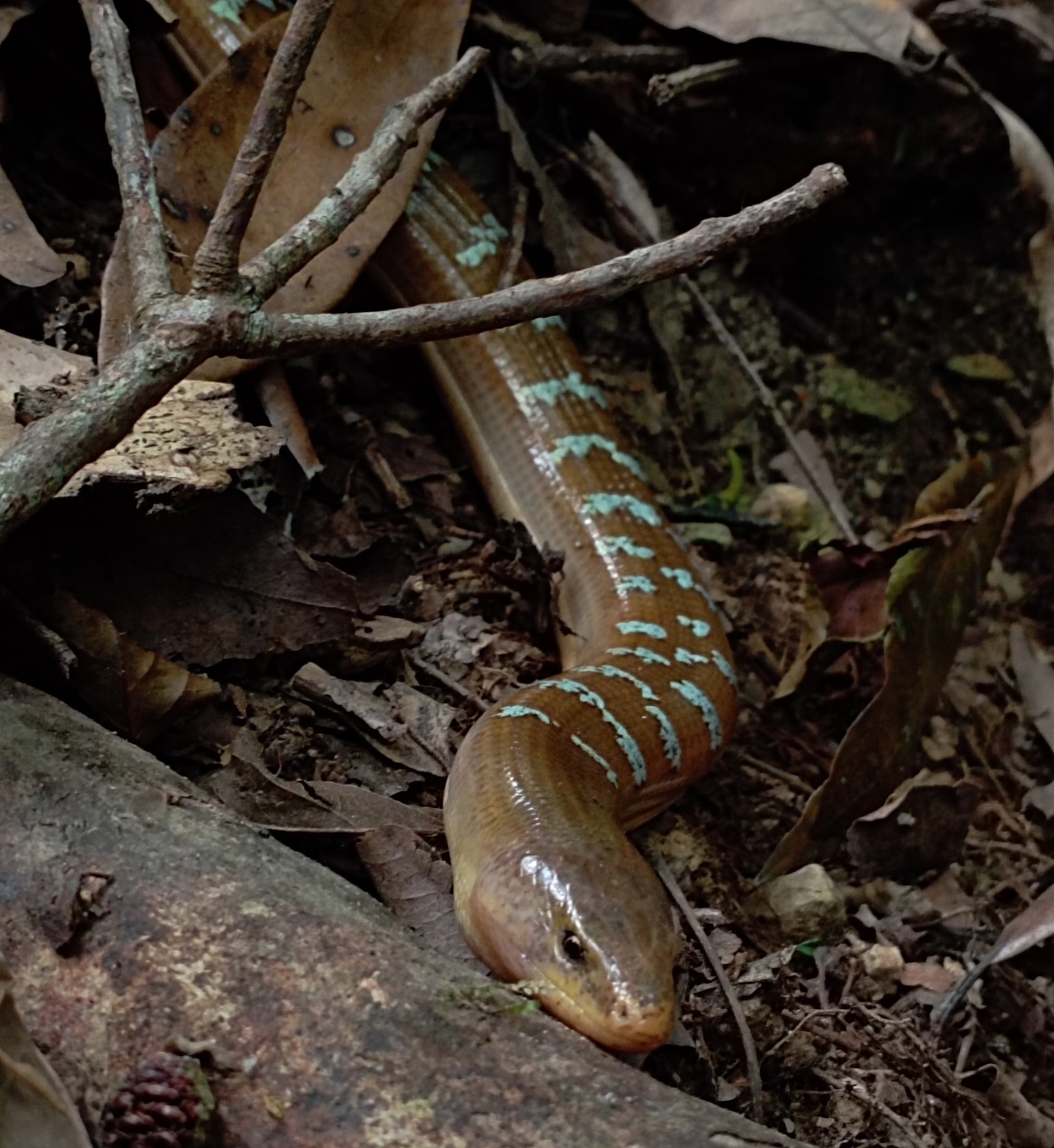 Hart's glass lizard
