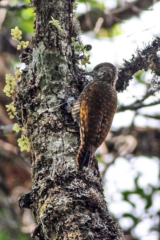 Dot-fronted woodpecker