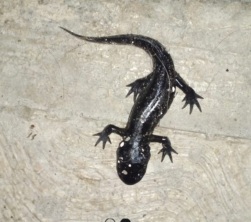 Ambystoma lermaense