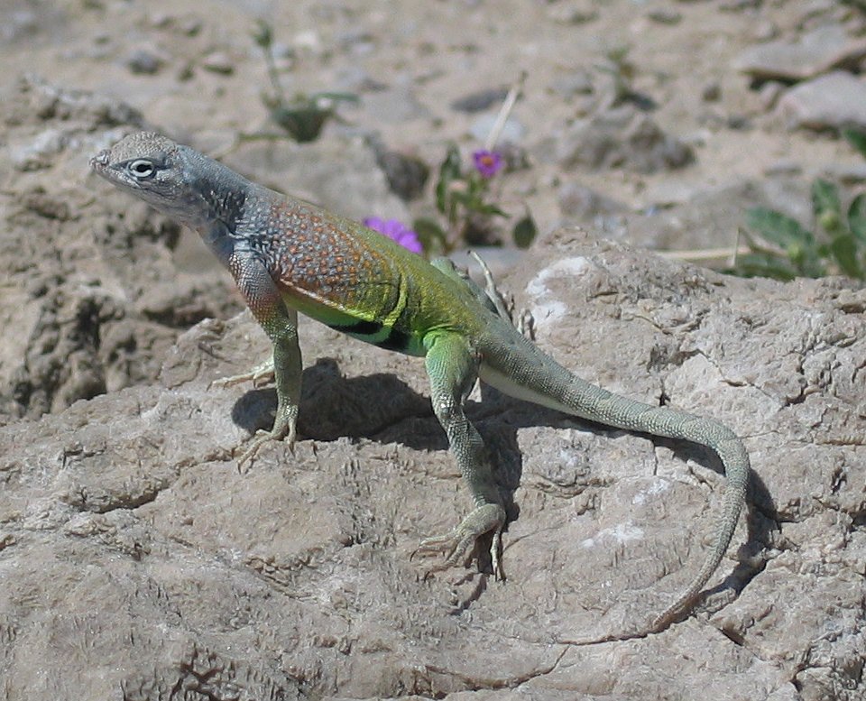 Cophosaurus texanus