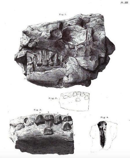 Anthodon