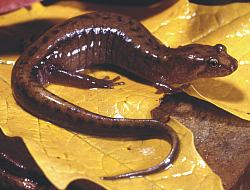 Allegheny Mountain dusky salamander