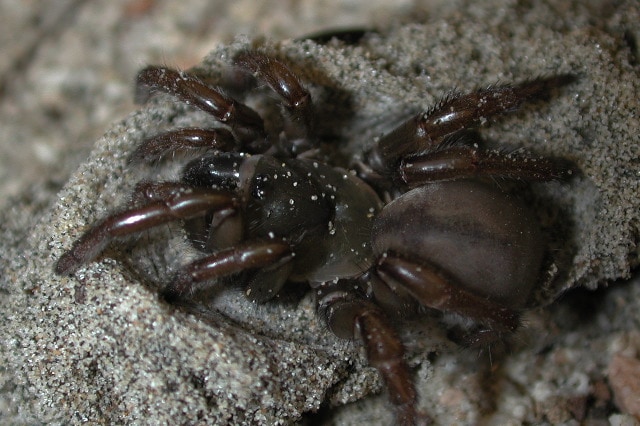 Euctenizidae