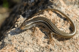 Ctenotus inornatus