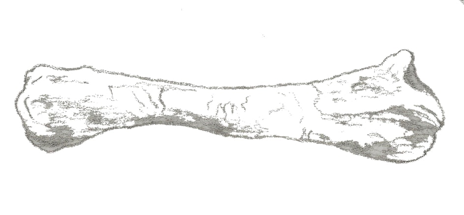 Chienkosaurus