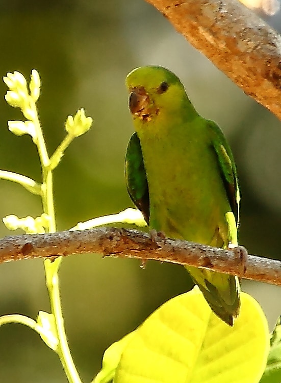 Dusky-billed parrotlet