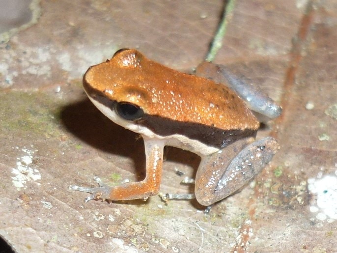 Allobates sumtuosus