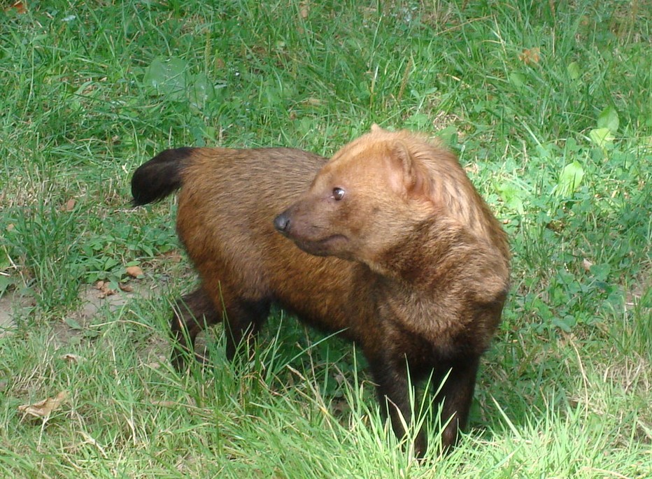 Speothos