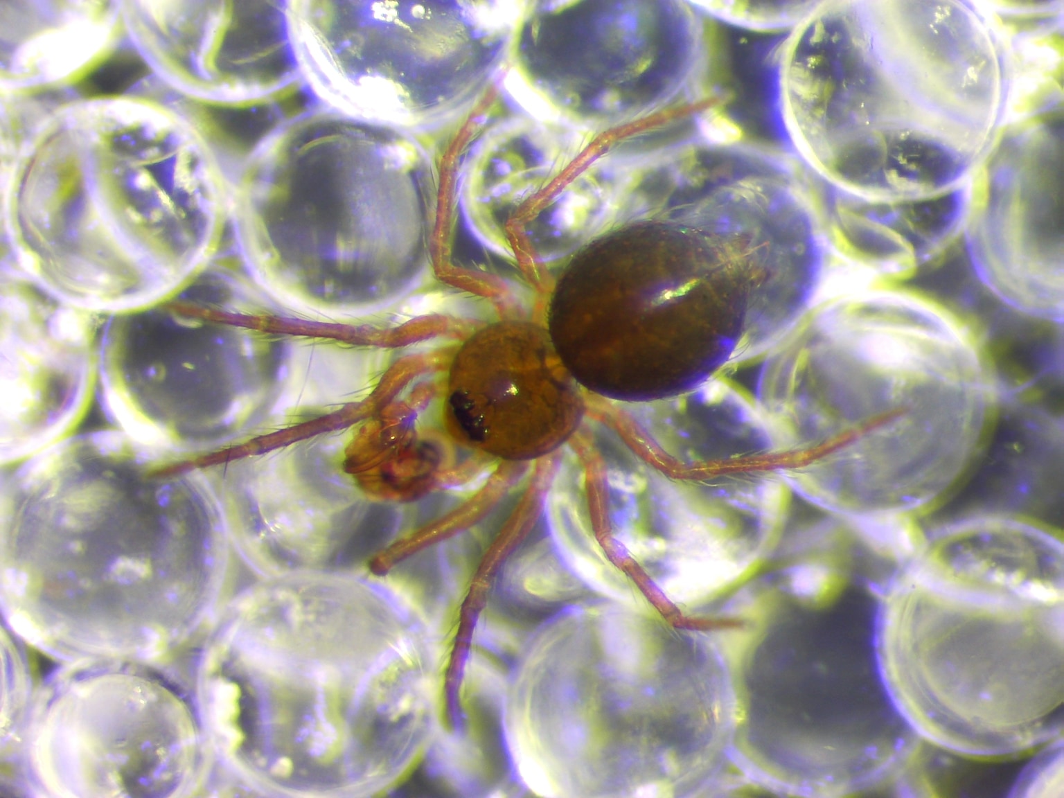 Synaphridae