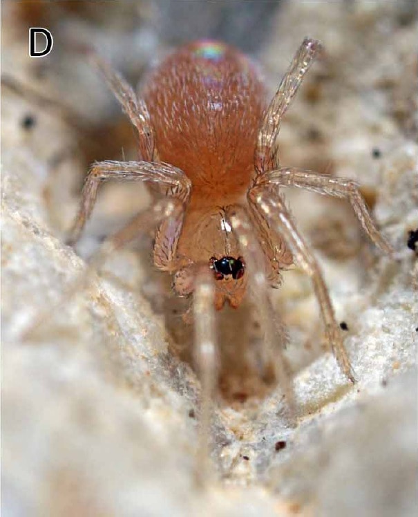 Oonopidae
