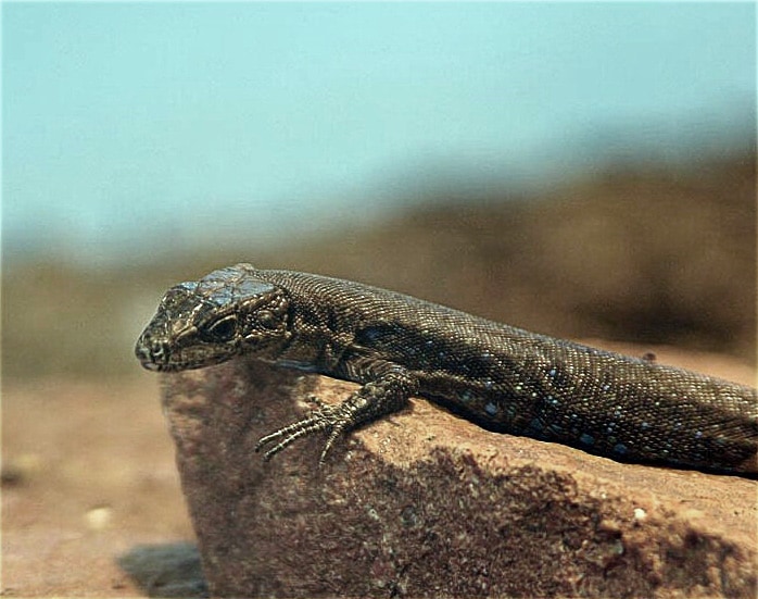 Armenian lizard
