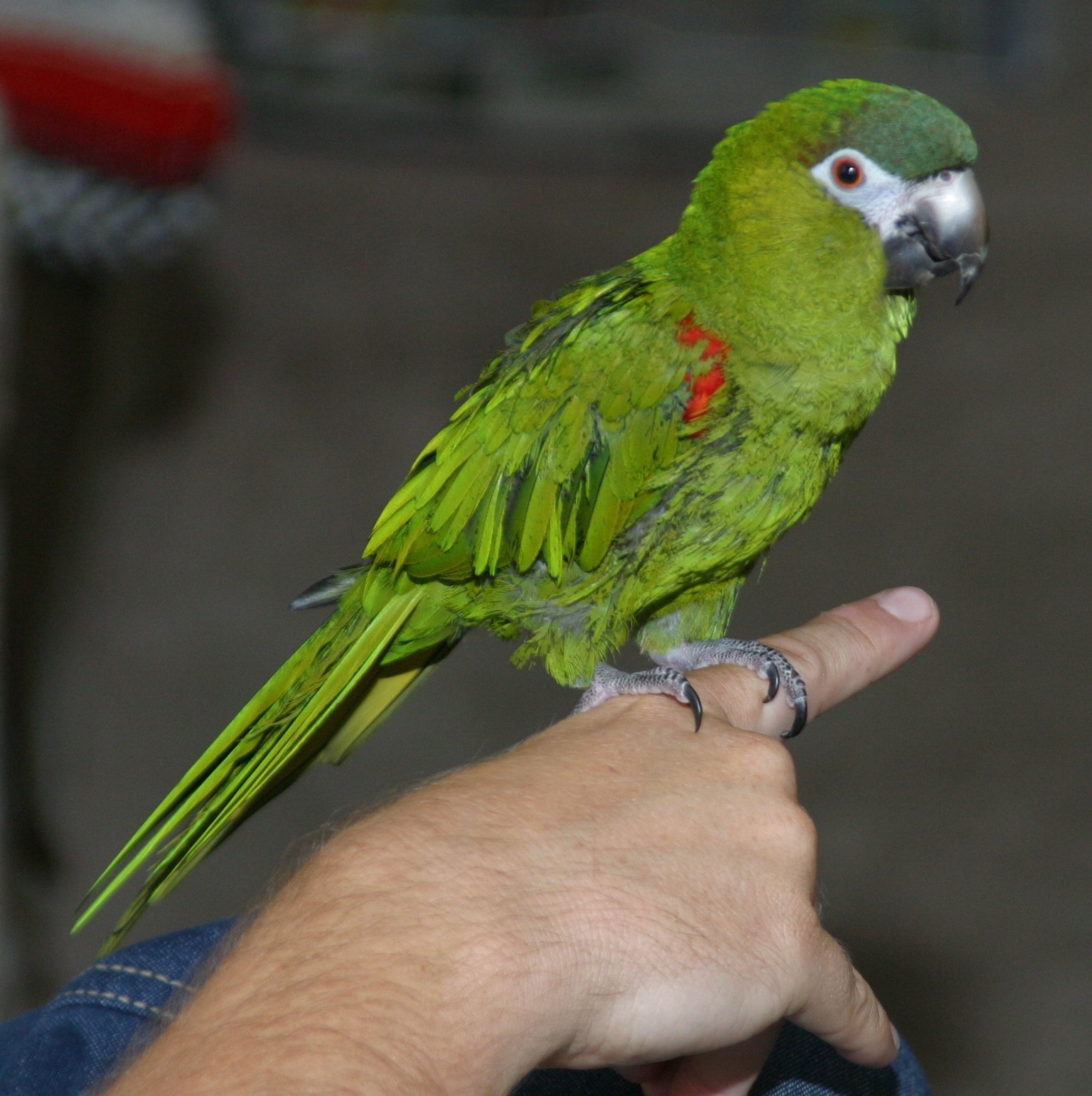 Northern Red-shouldered Macaw